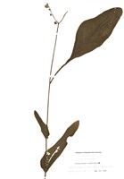 藏品(維吉尼亞倒提壺)的圖片